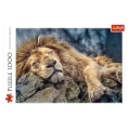 Puzzle 1000el Śpiący Lew 10447