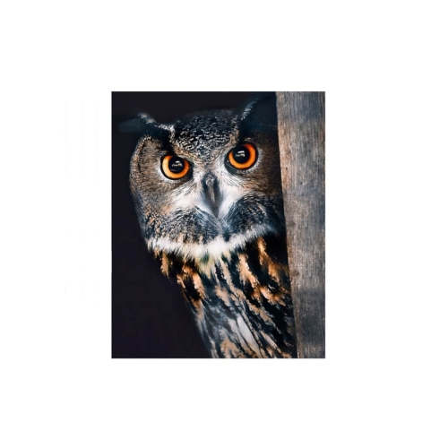Mozaika 5D 40x50cm Sowa 8359