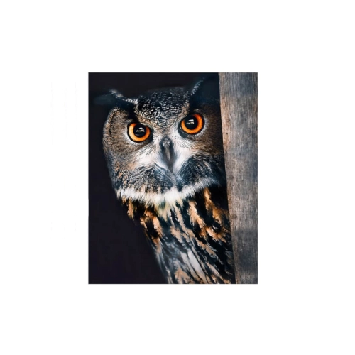 Mozaika 5D 40x50cm Sowa 8359